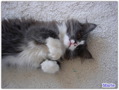 DSC04275.jpg