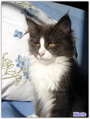 DSC04544.jpg
